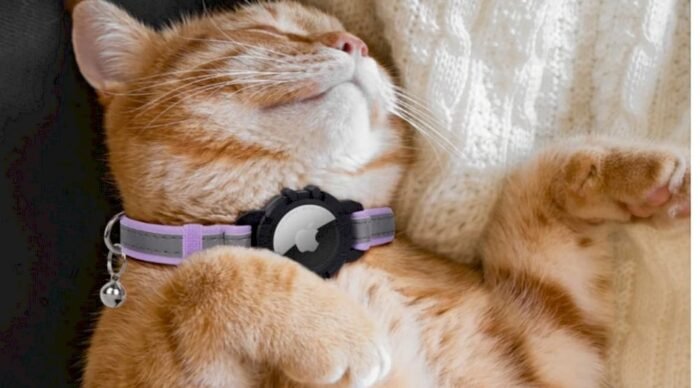 Un chat équipé d'un collier avec Airtag de Apple