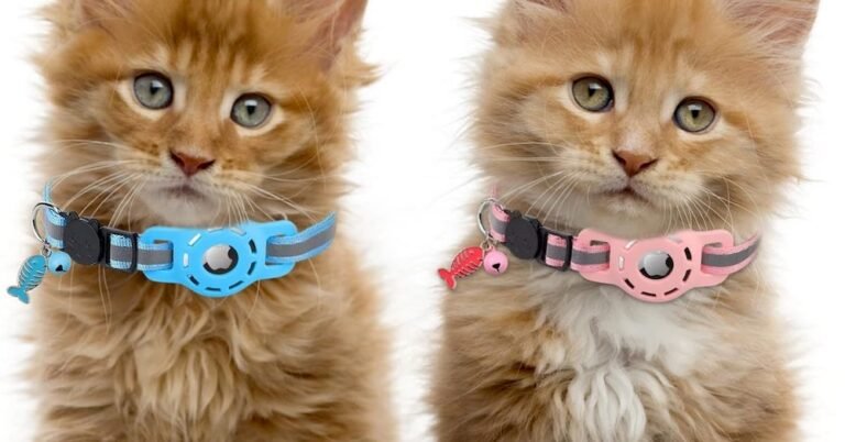 Deux chats équipés d'un collier avec Airtag de Apple