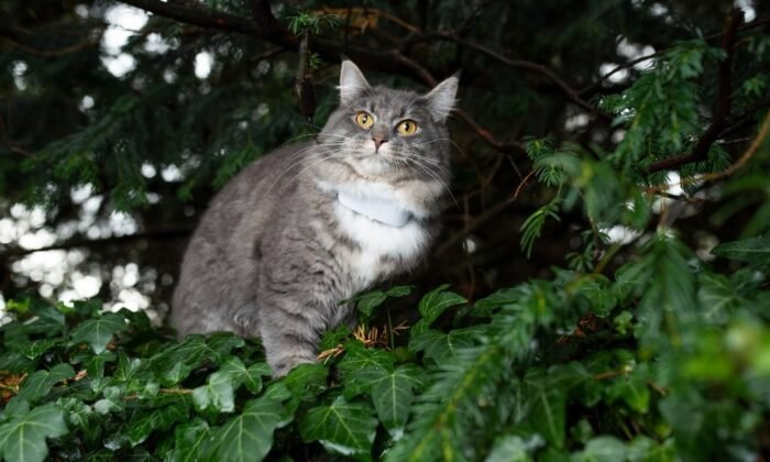 Un chat portant un collier GPS