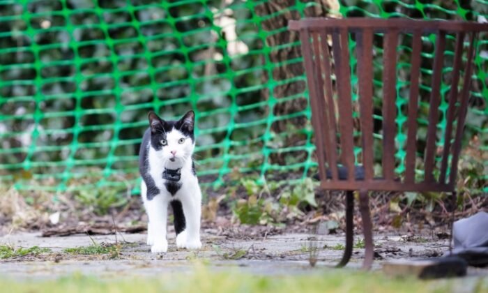 Un chat portant un collier GPS