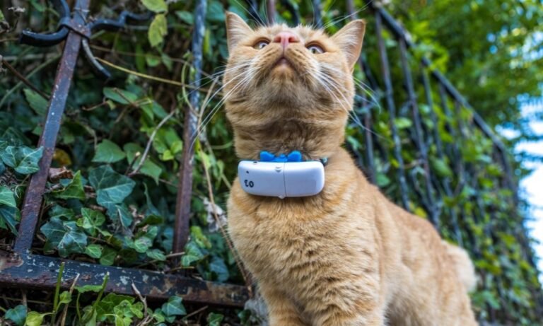 Un chat portant un collier GPS