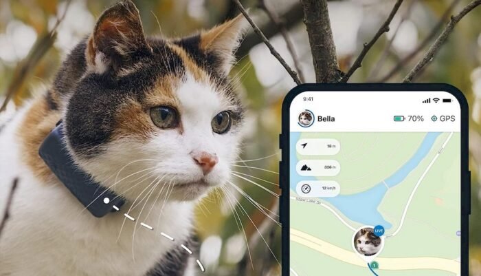 Un chat équipé d'un collier GPS Tractive