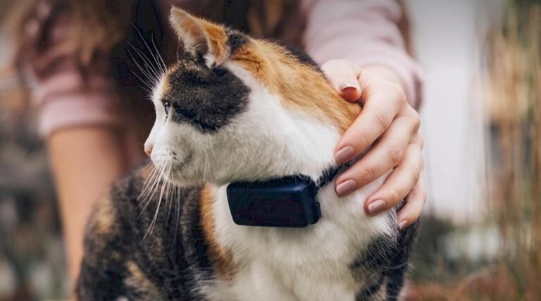 Un chat équipé d'un collier GPS Tractive