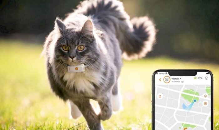 Un chat équipé d'un collier GPS