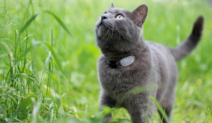 Un chat équipé d'un collier GPS