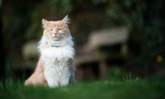 Un chat équipé d'un collier GPS