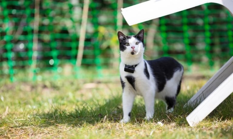 Un chat équipé d'un collier GPS Tractive