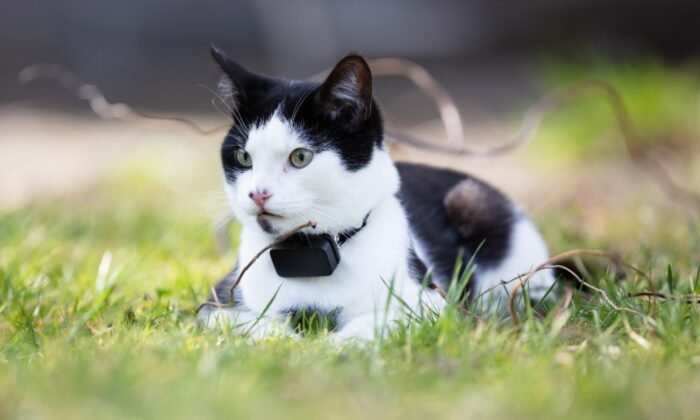 Un chat équipé d'un collier GPS Tractive