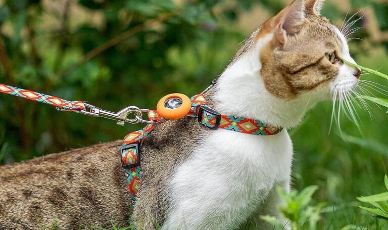 Un chat équipé d'un harnais avec GPS