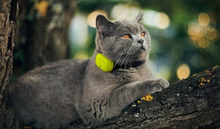 Un chat équipé d'un collier GPS Kippy Evo