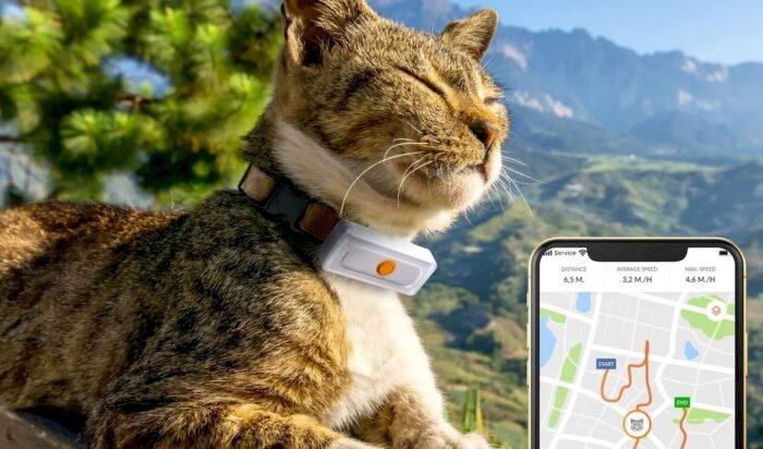 Un chat équipé d'un collier GPS Weenect