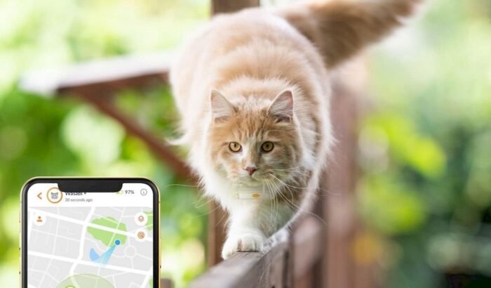 Un chat équipé d'un collier GPS Weenect