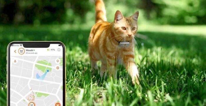 Un chat équipé d'un collier GPS Weenect