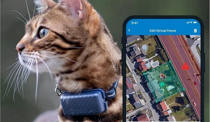 Un chat équipé d'un collier GPS Tractive