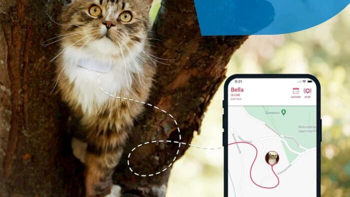 Un chat équipé d'un collier GPS Tractive