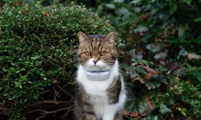 Un chat équipé d'un collier GPS sans abonnement