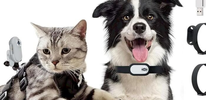 Chat et chien portant un collier avec caméra
