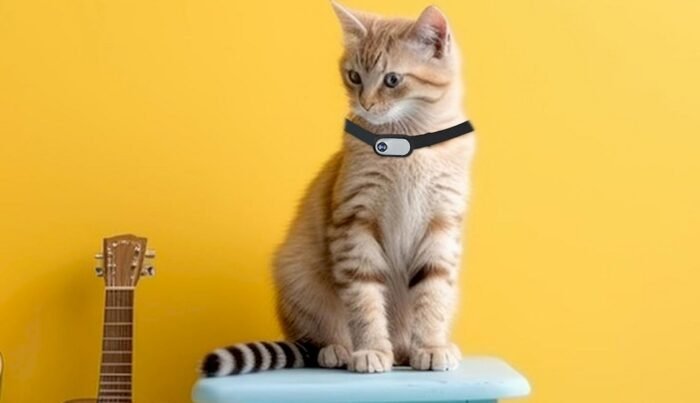 Chat portant un collier avec caméra