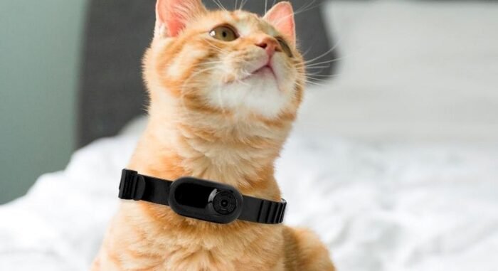 Chat portant un collier avec caméra