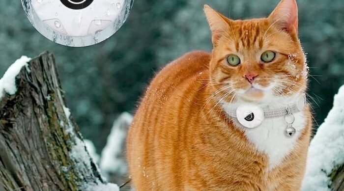 Un chat équipé d'un collier avec puce de localisation