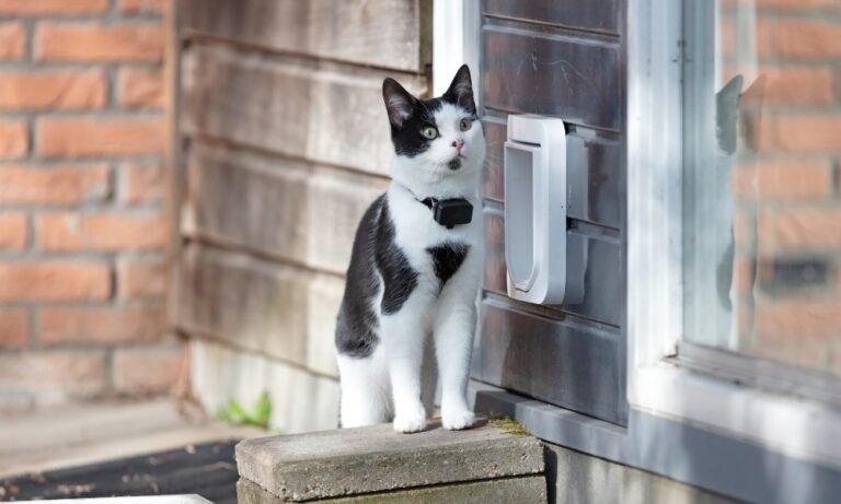 Un chat équipé d'un collier GPS Tractive avec abonnement