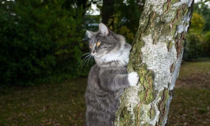 Un chat équipé d'un collier GPS Weenect cats 2