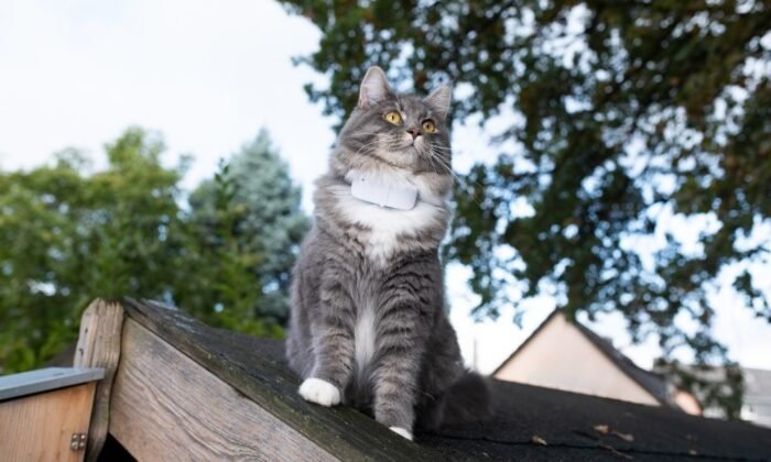 Un chat équipé d'un collier GPS Weenect cats 2