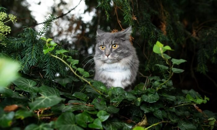 Un chat équipé d'un collier GPS Weenect cats 2