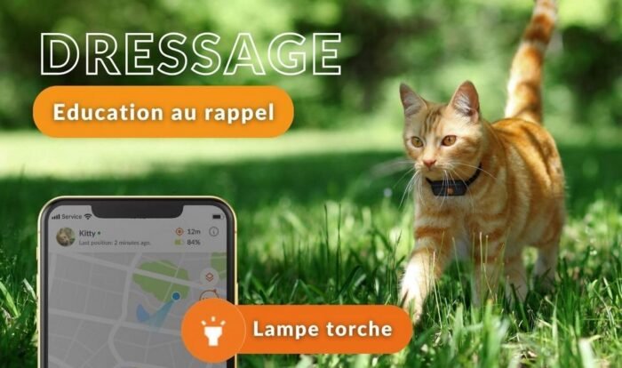 Un chat portant un collier GPS Weenect XS