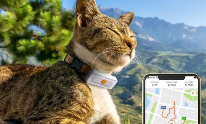 Un chat portant un collier GPS Weenect XS