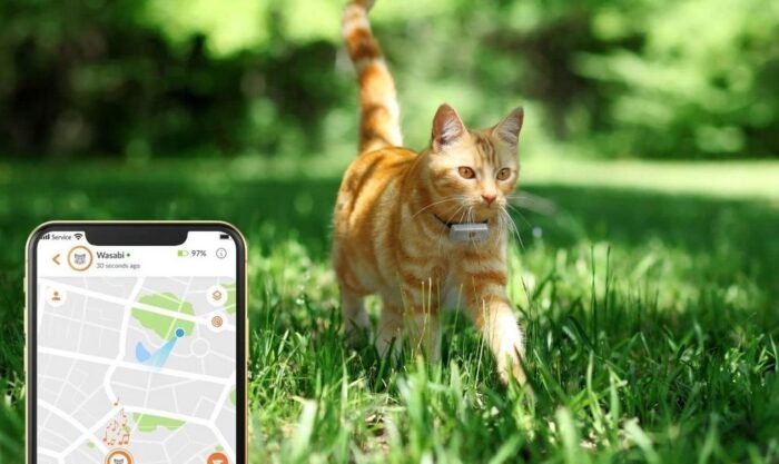 Un chat avec un collier GPS Weenect XS