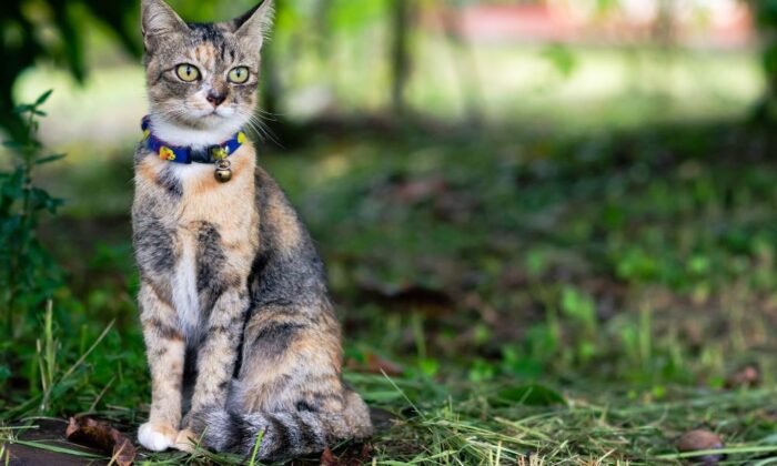 Un chat avec une puce GPS