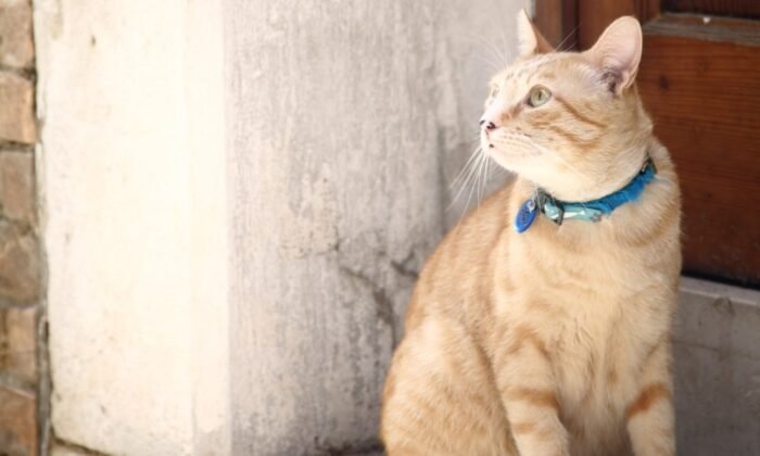 Un chat avec une puce GPS