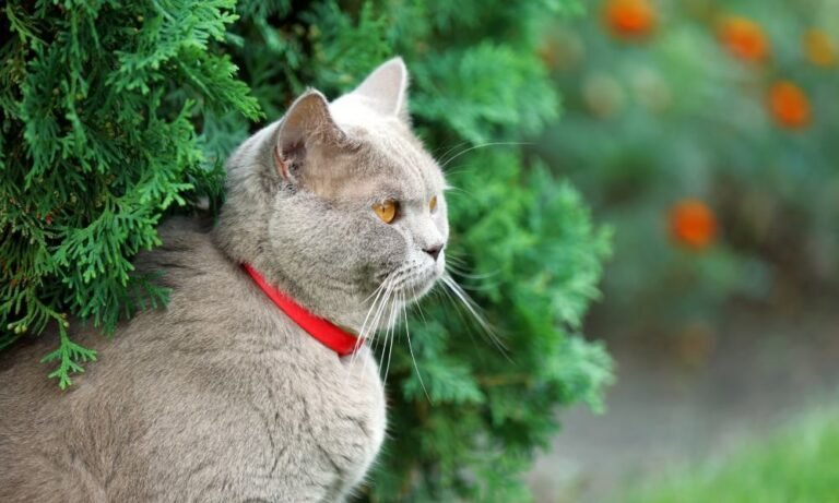 Un chat avec une puce GPS