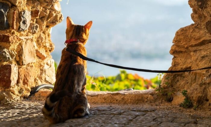 Un chat portant un collier GPS Feelloo