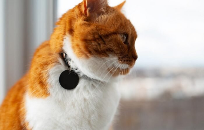 Un chat portant un collier GPS Feelloo