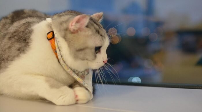 Un chat portant un collier GPS Feelloo